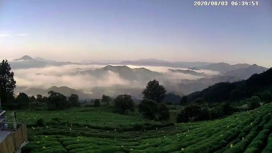 云雾飘缈间茶园,竹林,古树,梯田,村庄若隐若现,恍如仙境
