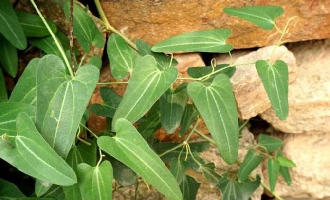 青木香为什么被禁用它的功效与作用及其药用禁忌有哪些