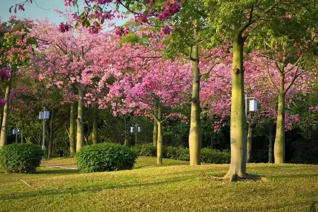 园林人都叫美人树,是一种优良的观花木本植物,花朵美丽,适合观赏.