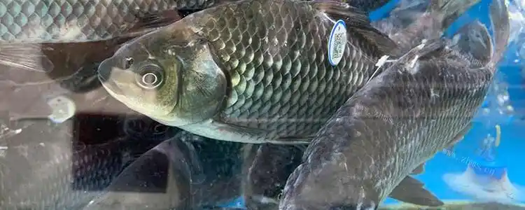 鱼苦胆破了可以吃吗