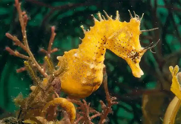 舟山渔民捕获一只黄金海马 国内极其罕见