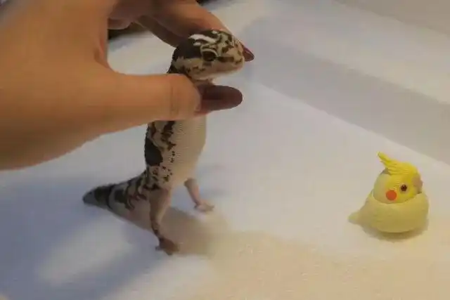 豹纹守宫eublepharis macularius最初由英国动物学家爱德华·布莱斯