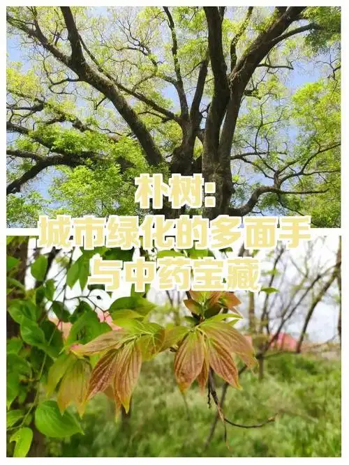 朴树:城市绿化的多面手与中药宝藏