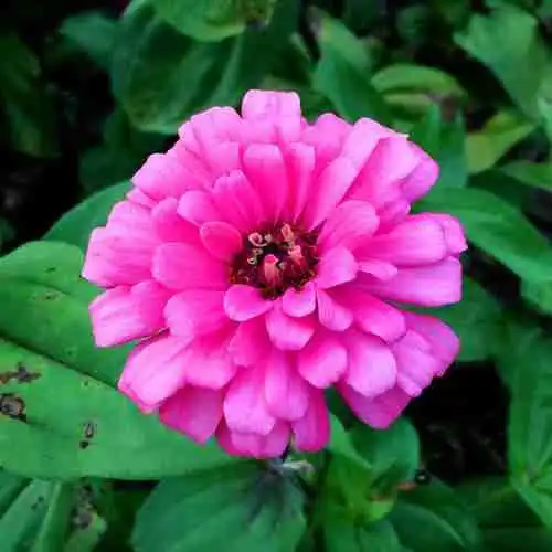 中年微信头像花朵图片大全点击鼠标右键下载