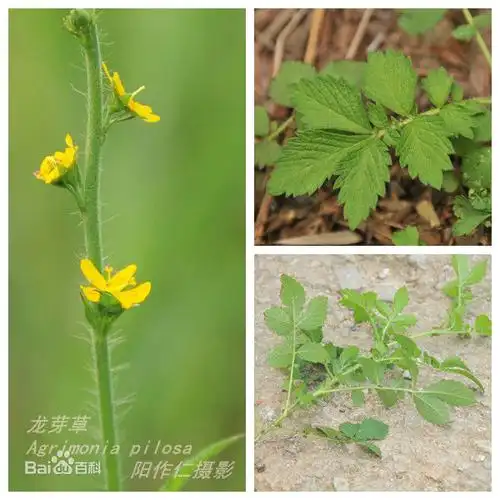 请问一下这种植物的名称,有没有药用价值