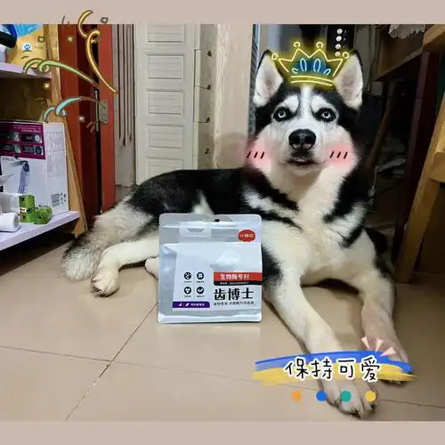 大家是如何解决狗娃的口腔问题的呢