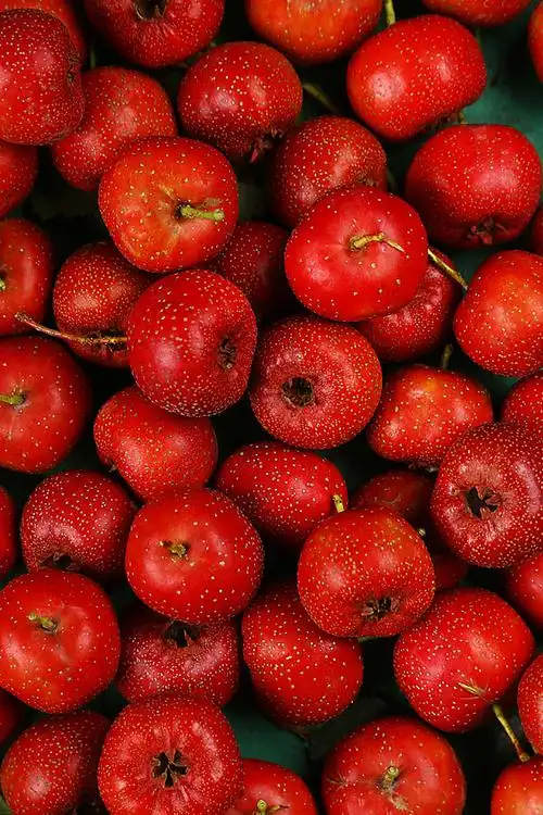 yoyo土豆从零零發转采于2020-12-09 09:56:10山楂植物素材 水果素材