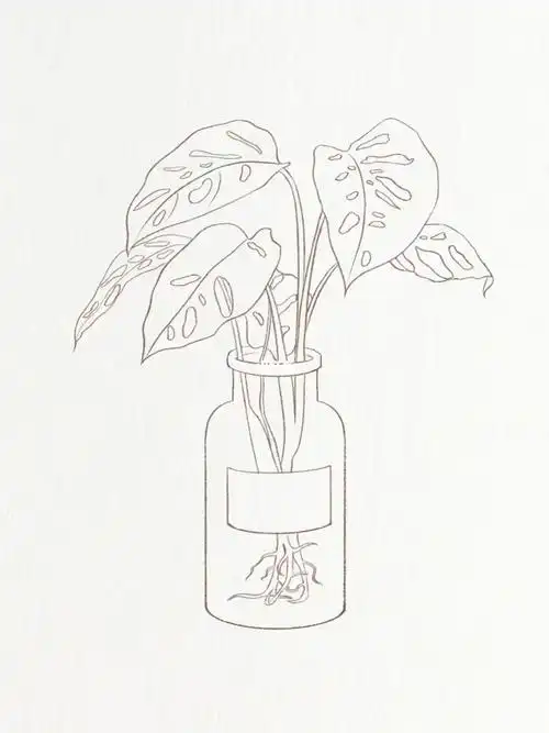 水彩植物线稿起形过程