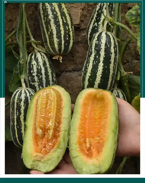 酥蜜9号甜瓜种子 农田菜园基地杂交薄皮酥脆椭圆长花皮甜瓜籽