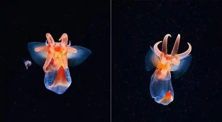 海洋最美生物冰海天使