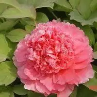 微信头像牡丹花海_微信头像图片大全