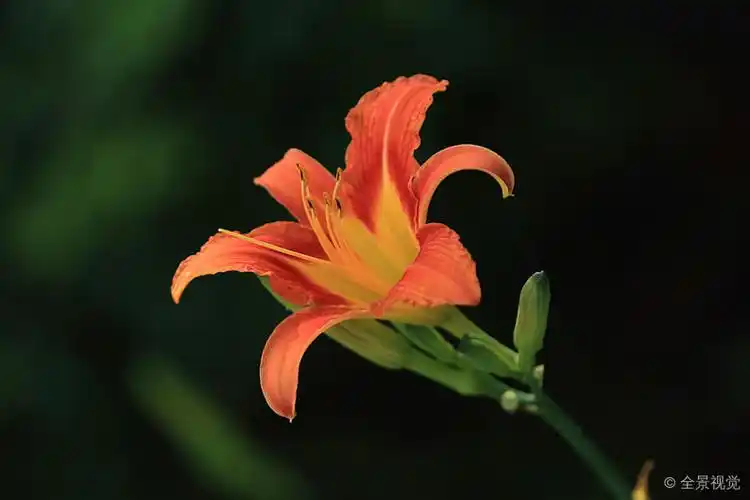 大花萱草图片_大花萱草高清图片_全景视觉