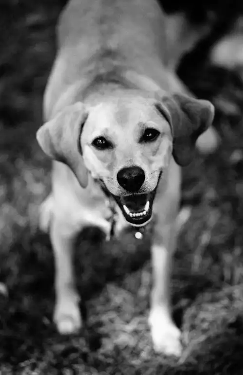 狗的黑白图片宠物狗黑白