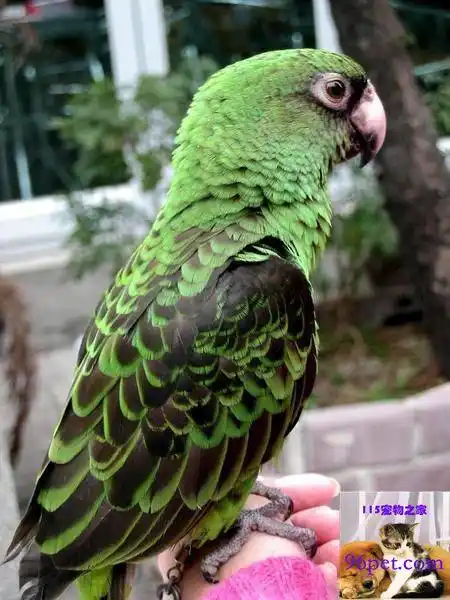 黑翅贾丁氏鹦鹉品种介绍