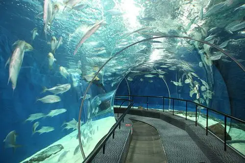 海底隧道还设计了自动走廊,十分人性化.