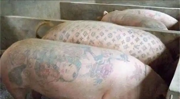 原创给活猪纹身一张猪皮卖70多万被香奈儿买走做成2个限量款手袋