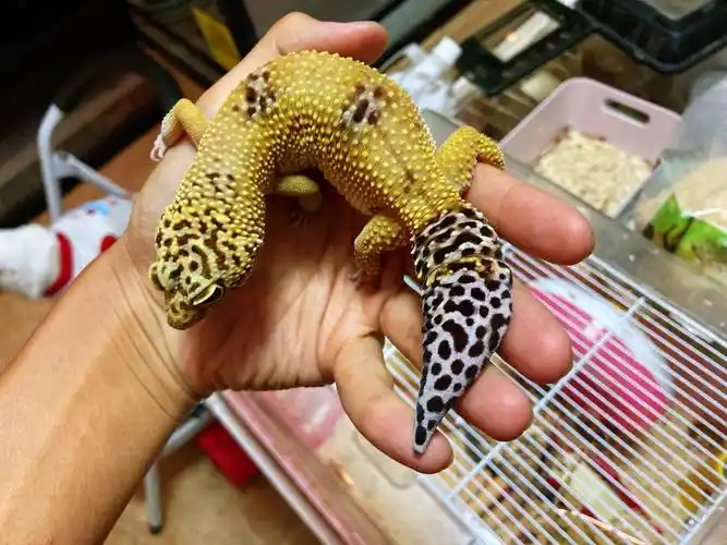 关于豹纹守宫能活多少年的问题