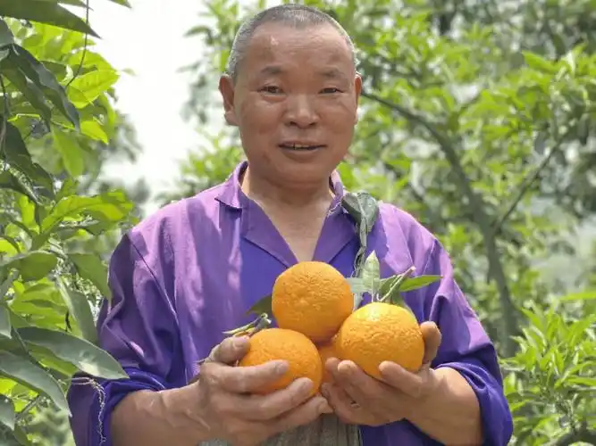 果农精心管理,漫长的生长周期让丑皇后果冻橙积累了足够的糖分和果香