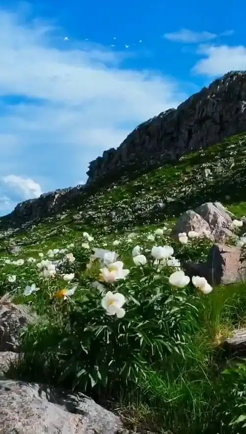 春风一笑百花开 人间美景胜仙境
