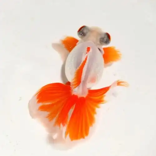 精品红白黑花蝶尾金鱼活体观赏鱼龙睛熊猫招财鱼风水鱼淡水鱼冷水67cm