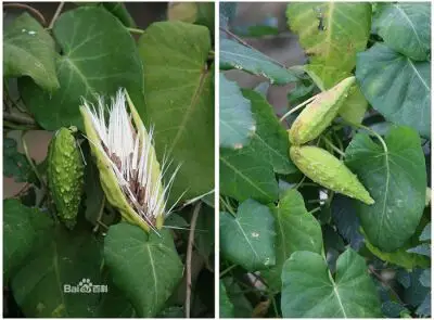 茎皮纤维可制人造棉;根入药,治跌打损伤,蛇咬;茎叶治小儿疳积;果实治