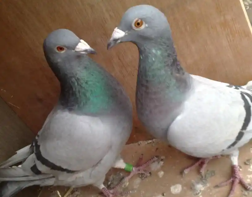 鸽子怎么分公母?教你一眼辨雌雄!