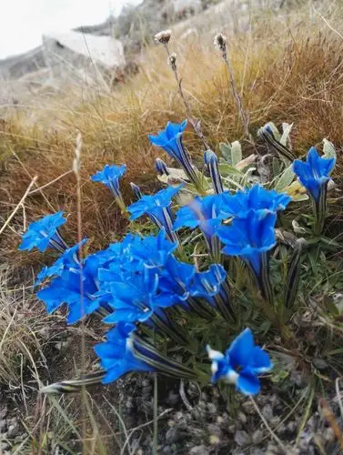 西藏格桑花美丽的小花
