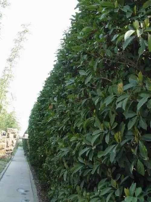 法国冬青在园林中的应用