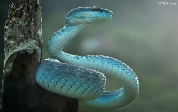世界上最罕见最珍稀的蛇爪哇闪皮蛇最像龙的蛇