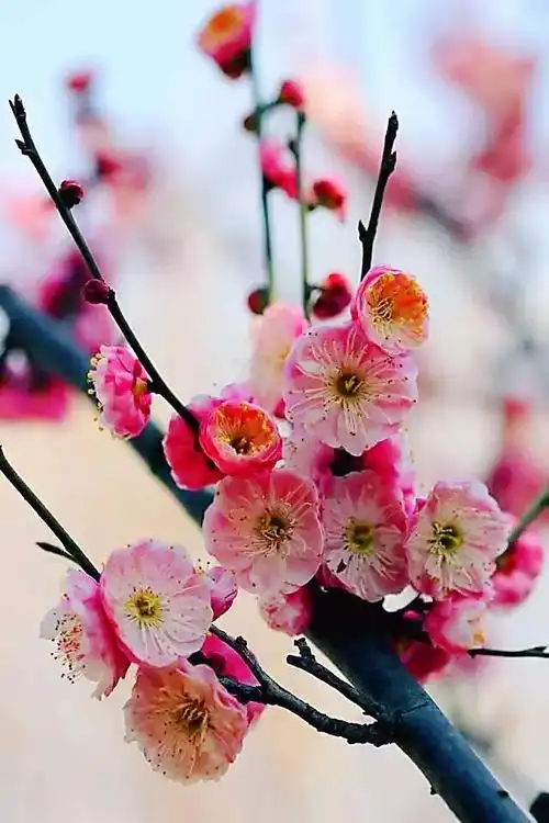 别角晚水～最珍贵的梅花品种,只有南京梅山有.