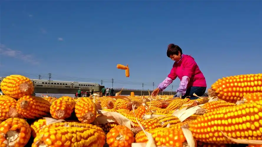 临泽县庆祝农民丰收节 "赏多彩乡村·享丰收喜悦"主题摄影展(二)
