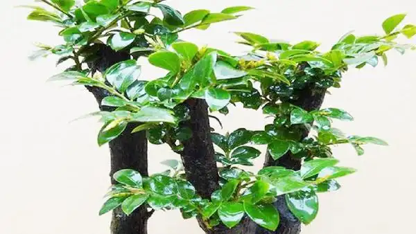 小叶紫檀树盆景鉴别 小叶紫檀树桩盆景图片