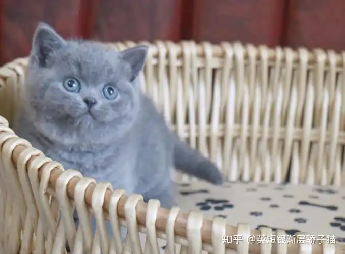 有英短蓝猫的图片吗