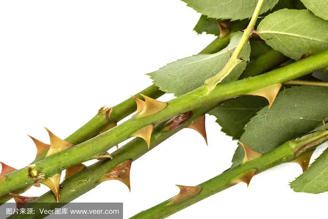 玫瑰的刺,孤立在白色背景上