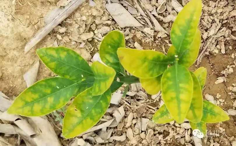 裸根苗伴化肥定植▲复合肥液烧根后▲根肥过浓叶片灼伤状▲肥料烧根的