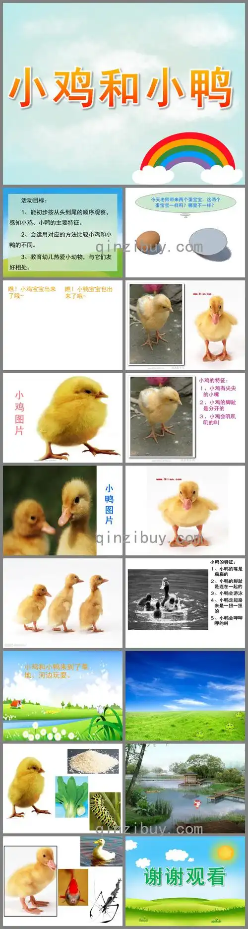 小班科学公开课小鸡和小鸭ppt课件 - 幼儿园学习网