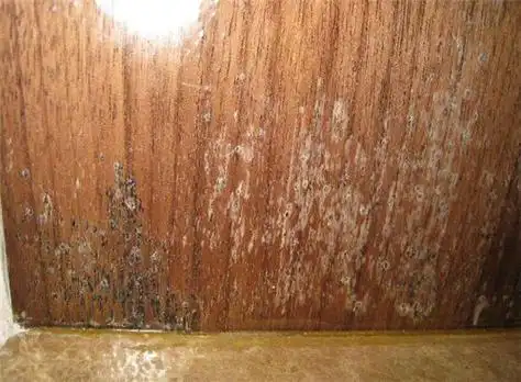 木头发霉怎么处理