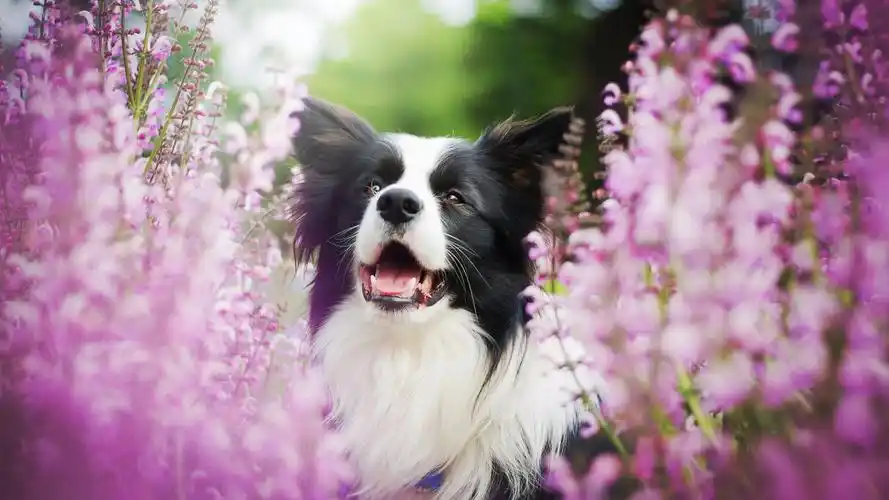 狗和粉红色的花朵,模糊 桌布 - 1920x1080 全高清