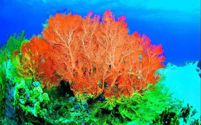 千姿百态的珊瑚