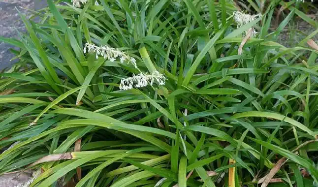 p>宽叶沿阶草(学名: i>ophiopogon platyphyllus /i> merr.