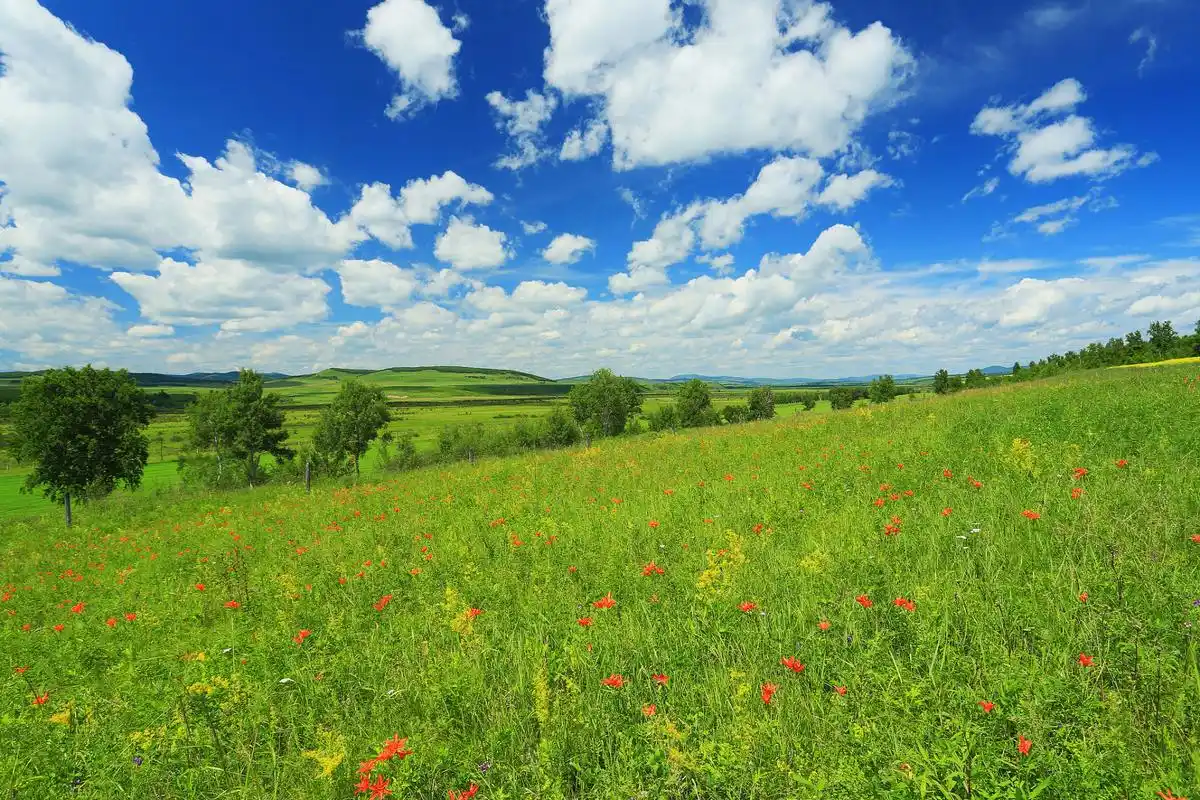 内蒙古草原是指以北部呼伦贝尔为中心的大兴安岭西麓林缘草甸草场