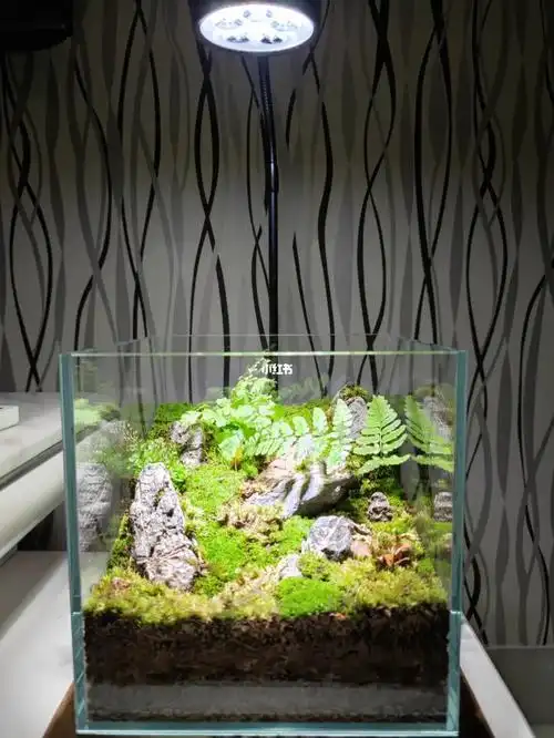 差不多弄好了,别死就行#苔藓微景观  #苔藓  #造景