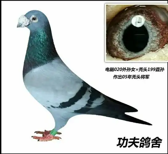 05年电脑戈马力是师父2016年支援12岁老种鸽(大名鸽秃头199第