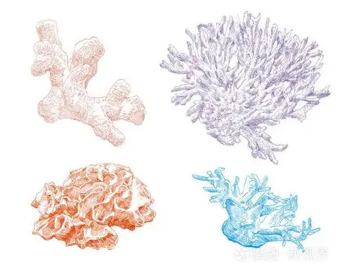 珊瑚手绘一套.矢量图.