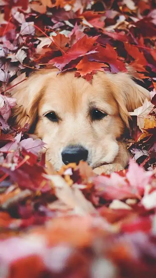 温柔友善大金毛手机壁纸