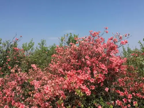映山红.同学情 写美篇                  望江南.杜鹃花