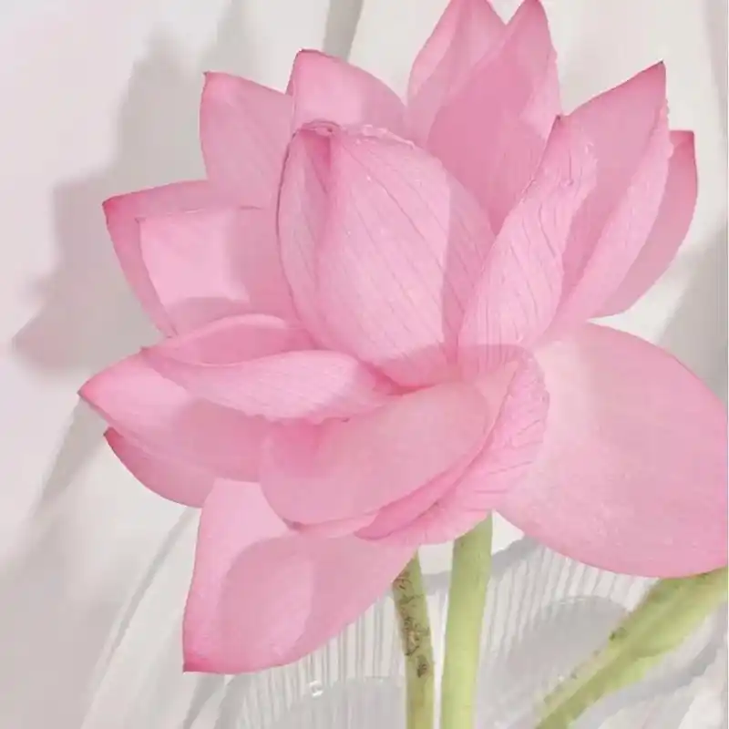 哪种花做微信头像最好 真的理解妈妈为什么爱用莲花做头像~  一念心