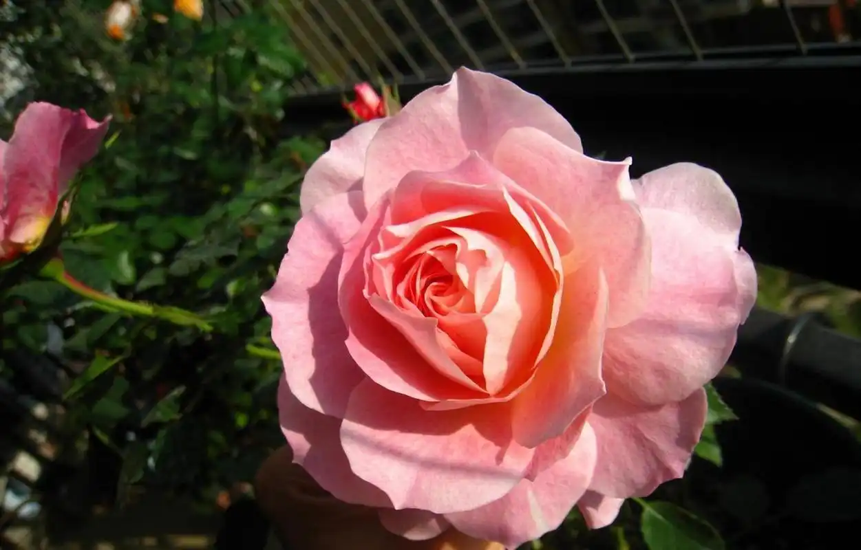 海神王阳台,一种矮壮的微型月季花,和阳台十分搭的新型盆栽绿植,高