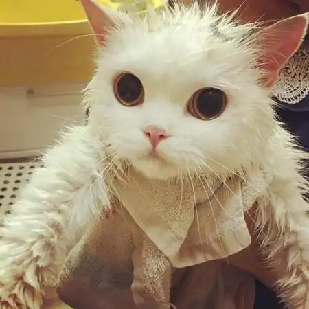 动物猫咪傲娇可爱gif动图_动态图_表情包下载_soogif