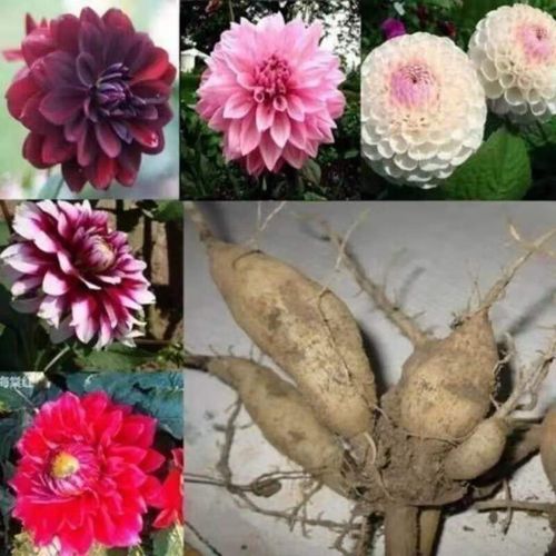 大丽球地瓜子球根花卉庭院种植大丽花苗带花重瓣盆栽植物 粉色种球 不